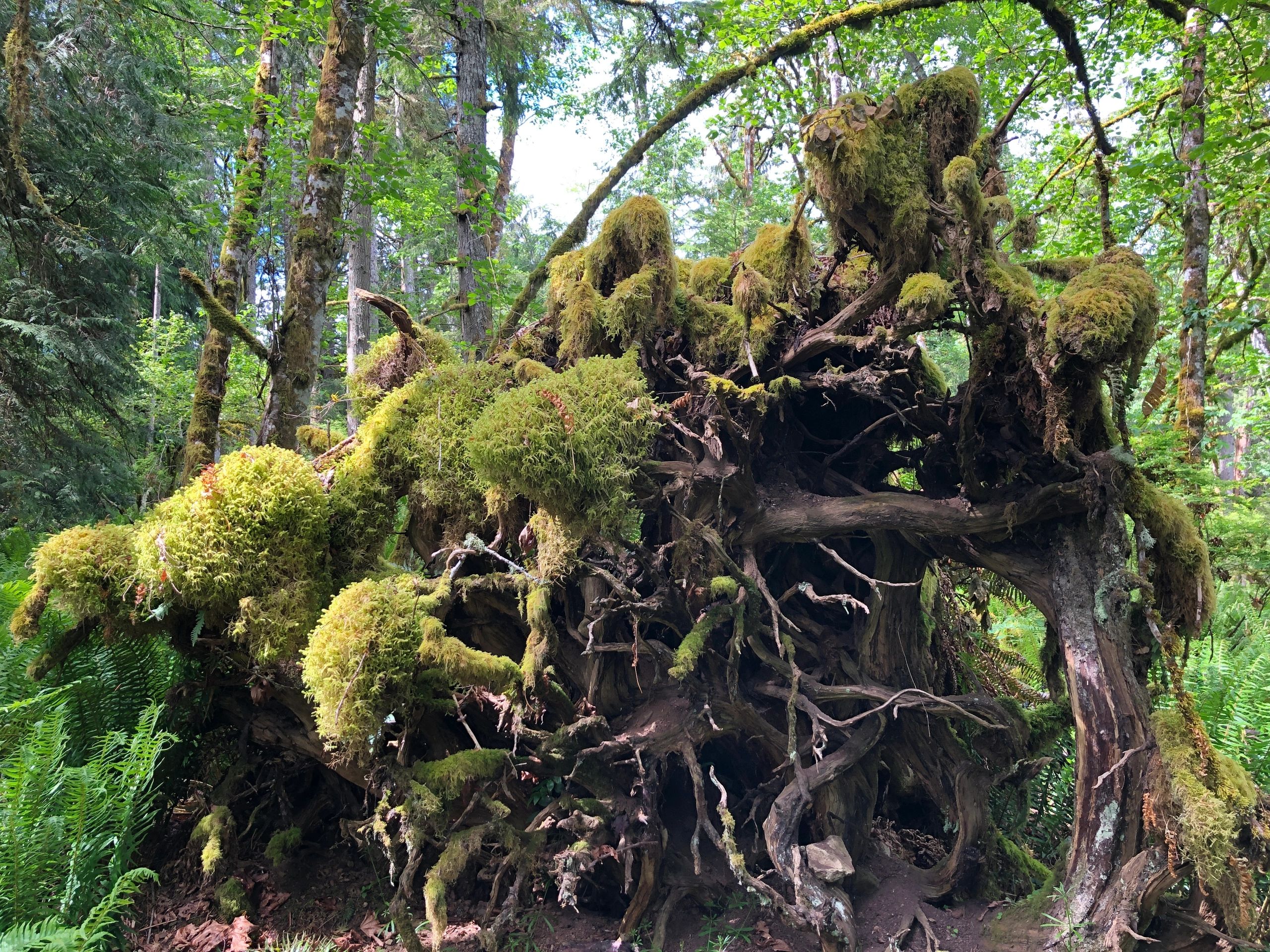 Salt Spring Island Hiking Trails